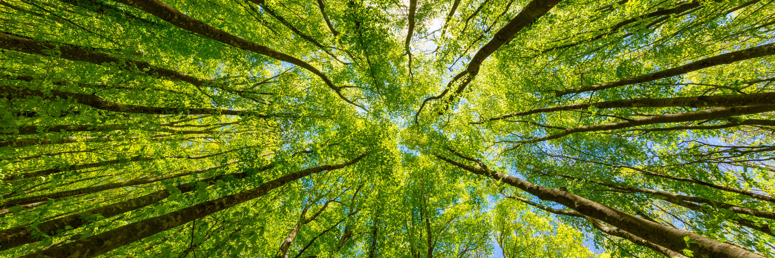 Looking up at the green tops of trees